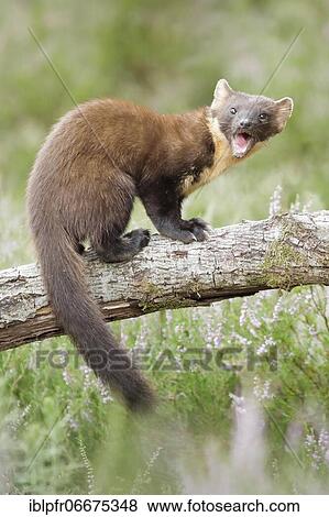 Stock Photo - European pine marten (Martes martes). Fotosearch