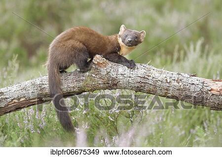 Stock Photo - European pine marten (Martes martes). Fotosearch