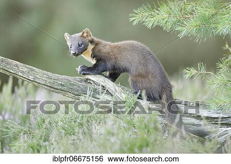 European pine marten (Martes martes) View Large Photo Image Stock Photograph - European pine marten (Martes martes). Fotosearch