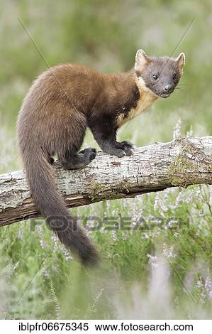 Stock Photography - European pine marten (Martes martes). Fotosearch