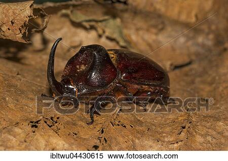 European rhinoceros beetle (Oryctes nasicornis) on foliage, Ankarafantsika National Park, Western Madagascar, Madagascar, Africa View Large Photo Image Stock Photography - European rhinoceros beetle (Oryctes nasicornis) on foliage, Ankarafantsika National Park, Western Madagascar, Madagascar, Africa. Fotosearch