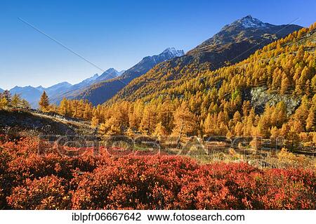 Fafleralp in the Lötschental, Valais, Switzerland, Europe View Large Photo Image Stock Image - Fafleralp in the Lötschental, Valais, Switzerland, Europe. Fotosearch