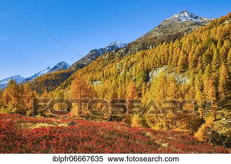 Fafleralp in the Lötschental, Valais, Switzerland, Europe View Large Photo Image Stock Photography - Fafleralp in the Lötschental, Valais, Switzerland, Europe. Fotosearch