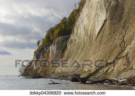 Stock Image - Fallen tree, chalk cliffs, Jasmund National Park, Baltic Coast at Sassnitz, Rügen, Mecklenburg-Western Pomerania. Fotosearch