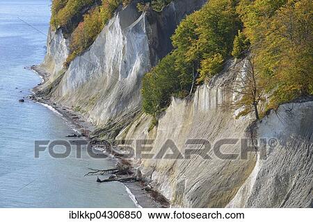 Fallen trees along chalk coast, Jasmund National Park, Baltic Coast, Sassnitz, Rügen, Mecklenburg-Western Pomerania View Large Photo Image Stock Image - Fallen trees along chalk coast, Jasmund National Park, Baltic Coast, Sassnitz, Rügen, Mecklenburg-Western Pomerania. Fotosearch