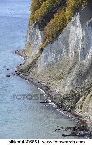 Stock Image - Fallen trees along chalk coast, Jasmund National Park, Baltic Coast, Sassnitz, Rügen, Mecklenburg-Western Pomerania. Fotosearch