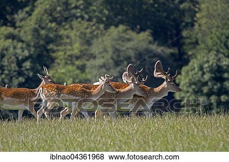 Fallow deer (Dama dama), Denmark, Europe View Large Photo Image Stock Photo - Fallow deer (Dama dama), Denmark, Europe. Fotosearch