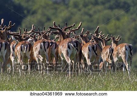 Fallow deer (Dama dama), Denmark, Europe View Large Photo Image Stock Photo - Fallow deer (Dama dama), Denmark, Europe. Fotosearch