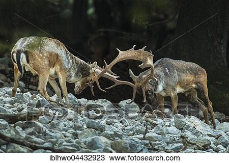 Fallow deer (Dama dama) fighting on rutting grounds, Madonie Regional Natural Park, Isnello, Sicily, Italy, Europe View Large Photo Image Stock Image - Fallow deer (Dama dama) fighting on rutting grounds, Madonie Regional Natural Park, Isnello, Sicily, Italy, Europe. Fotosearch