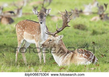 Fallow Deer (Dama dama) View Large Photo Image Picture - Fallow Deer (Dama dama). Fotosearch