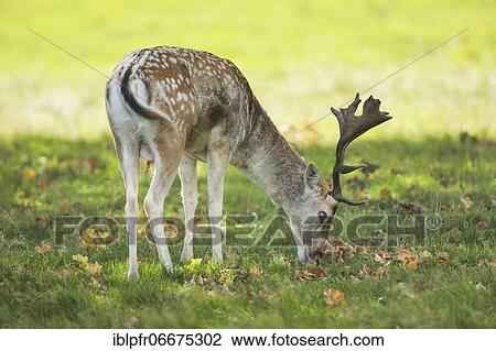 Fallow deer (Dama dama), Richmond Park, England, Great Britain View Large Photo Image Stock Image - Fallow deer (Dama dama), Richmond Park, England, Great Britain. Fotosearch