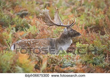 Fallow Deer (Dama dama) View Large Photo Image Stock Image - Fallow Deer (Dama dama). Fotosearch