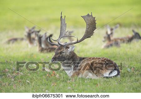 Fallow Deer (Dama dama) View Large Photo Image Stock Image - Fallow Deer (Dama dama). Fotosearch