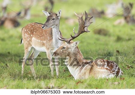 Fallow Deer (Dama dama) View Large Photo Image Stock Image - Fallow Deer (Dama dama). Fotosearch