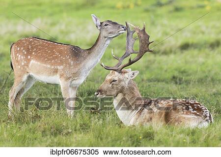 Fallow Deer (Dama dama) View Large Photo Image Stock Photography - Fallow Deer (Dama dama). Fotosearch