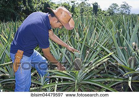 Farmer cuttting pineapple, Costa Rica, Central America View Large Photo Image Stock Photo - Farmer cuttting pineapple, Costa Rica, Central America. Fotosearch