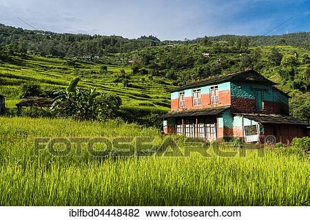 Farmhouse in agricultural landscape with green terrace rice fields, Chitre, Upper Kali Gandaki valley, Myagdi District, Nepal, Asia View Large Photo Image Stock Image - Farmhouse in agricultural landscape with green terrace rice fields, Chitre, Upper Kali Gandaki valley, Myagdi District, Nepal, Asia. Fotosearch