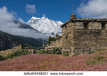 Farmhouse with pink buckwheat fields in blossom, Upper Marsyangdi valley, mountain Annapurna 3 in distance, Ghyaru, Manang District, Nepal, Asia View Large Photo Image Stock Image - Farmhouse with pink buckwheat fields in blossom, Upper Marsyangdi valley, mountain Annapurna 3 in distance, Ghyaru, Manang District, Nepal, Asia. Fotosearch