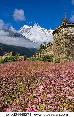 Farmhouse with pink buckwheat fields in blossom, Upper Marsyangdi valley, mountain Annapurna 3 in distance, Ghyaru, Manang District, Nepal, Asia View Large Photo Image Stock Image - Farmhouse with pink buckwheat fields in blossom, Upper Marsyangdi valley, mountain Annapurna 3 in distance, Ghyaru, Manang District, Nepal, Asia. Fotosearch
