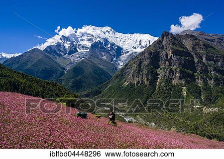 Stock Photograph - Farmhouse with pink buckwheat fields in blossom, Upper Marsyangdi valley, mountain Annapurna 2 in distance, Ghyaru, Manang District, Nepal, Asia. Fotosearch