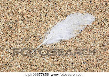 Feather on sandy beach, Scotland View Large Photo Image Stock Photograph - Feather on sandy beach, Scotland. Fotosearch