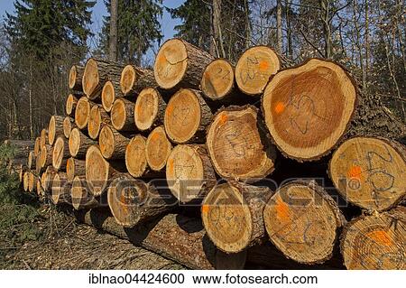 Stock Image - Felled logs, Schleswig Holstein, Germany, Europe. Fotosearch