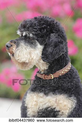 Female 5 year old black and tan poodle, North Rhine-Westphalia, Germany, Europe View Large Photo Image Stock Image - Female 5 year old black and tan poodle, North Rhine-Westphalia, Germany, Europe. Fotosearch