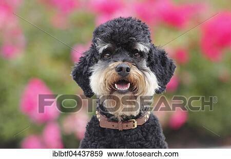 Female 5 year old black and tan poodle, North Rhine-Westphalia, Germany, Europe View Large Photo Image Stock Photo - Female 5 year old black and tan poodle, North Rhine-Westphalia, Germany, Europe. Fotosearch