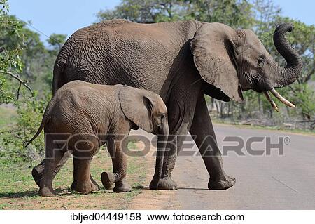 Stock Photo - Female African bush elephants (Loxodonta africana africana) with young, crossing a paved road, Kruger National Park, South Africa, Africa. Fotosearch
