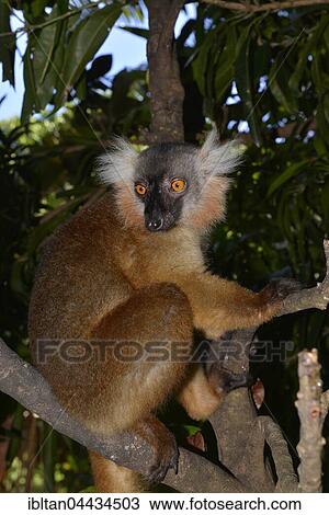 Female black lemur (Eulemur macaco macaco) sitting in tree, rainforest, northwest Madagascar View Large Photo Image Stock Image - Female black lemur (Eulemur macaco macaco) sitting in tree, rainforest, northwest Madagascar. Fotosearch