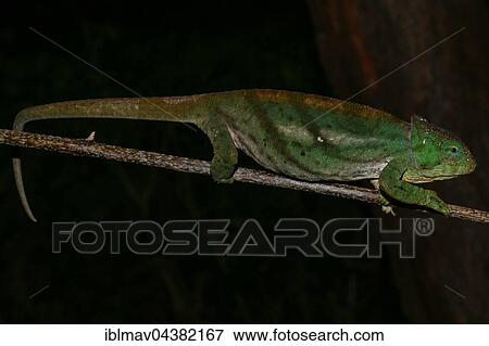 Stock Photo - Female chameleon (Calumma ambreense), Amber Mountain National Park, Diana, Madagascar, Africa. Fotosearch