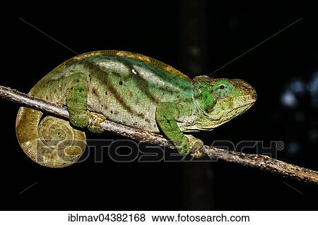 Female chameleon (Calumma ambreense), Amber Mountain National Park, Diana, Madagascar, Africa View Large Photo Image Stock Photo - Female chameleon (Calumma ambreense), Amber Mountain National Park, Diana, Madagascar, Africa. Fotosearch