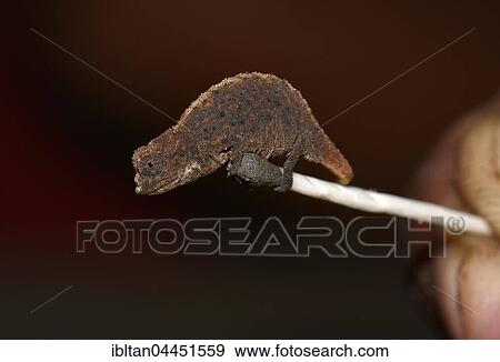 Female dwarf chameleon (Brookesia micra), on match tip, one of the smallest reptiles in the world, Nosy Hara National Park, Madagascar, Africa View Large Photo Image Stock Photo - Female dwarf chameleon (Brookesia micra), on match tip, one of the smallest reptiles in the world, Nosy Hara National Park, Madagascar, Africa. Fotosearch
