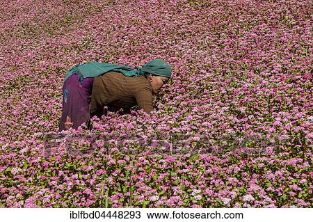 Female farmer working in blossoming pink buckwheat field, Ghyaru, Manang, Nepal, Asia View Large Photo Image Stock Image - Female farmer working in blossoming pink buckwheat field, Ghyaru, Manang, Nepal, Asia. Fotosearch