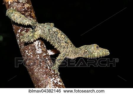 Female leaf-tailed gecko, (Uroplatus sikorae), Amber Mountain National Park, Diana, Madagascar, Africa View Large Photo Image Stock Photograph - Female leaf-tailed gecko, (Uroplatus sikorae), Amber Mountain National Park, Diana, Madagascar, Africa. Fotosearch