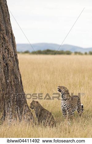 Stock Image - Female leopard (Panthera pardus) with cub in front of a tree in the savanna, Masai Mara Preserve, Kenya, Africa. Fotosearch