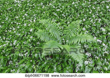 Fern and wild garlic, Switzerland, Europe View Large Photo Image Stock Photo - Fern and wild garlic, Switzerland, Europe. Fotosearch