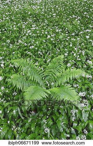 Fern and wild garlic, Switzerland, Europe View Large Photo Image Stock Photo - Fern and wild garlic, Switzerland, Europe. Fotosearch