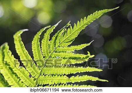 Picture - Fern, Switzerland, Europe. Fotosearch