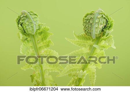 Fern, Switzerland, Europe View Large Photo Image Picture - Fern, Switzerland, Europe. Fotosearch