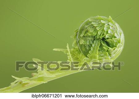 Fern, Switzerland, Europe View Large Photo Image Stock Image - Fern, Switzerland, Europe. Fotosearch