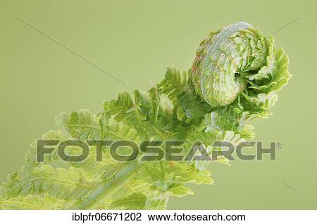 Fern, Switzerland, Europe View Large Photo Image Stock Image - Fern, Switzerland, Europe. Fotosearch