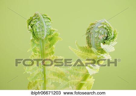 Fern, Switzerland, Europe View Large Photo Image Stock Image - Fern, Switzerland, Europe. Fotosearch