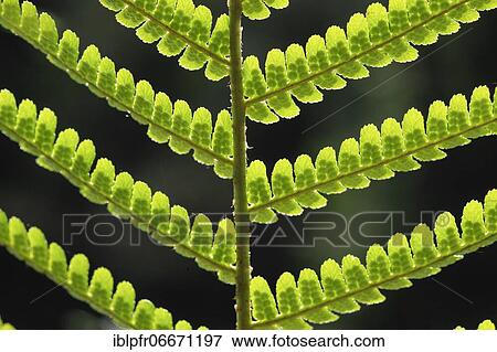 Fern, Switzerland, Europe View Large Photo Image Stock Photo - Fern, Switzerland, Europe. Fotosearch