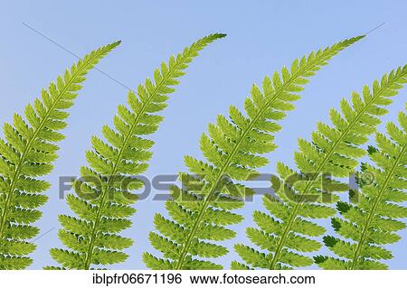 Fern, Switzerland, Europe View Large Photo Image Stock Photograph - Fern, Switzerland, Europe. Fotosearch