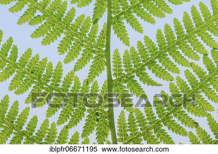 Fern, Switzerland, Europe View Large Photo Image Stock Photography - Fern, Switzerland, Europe. Fotosearch