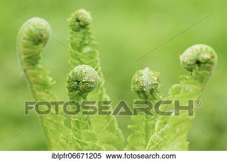 Stock Photography - Fern, Switzerland, Europe. Fotosearch
