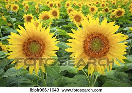 Field of sunflowers, Switzerlannd View Large Photo Image Stock Image - Field of sunflowers, Switzerlannd. Fotosearch