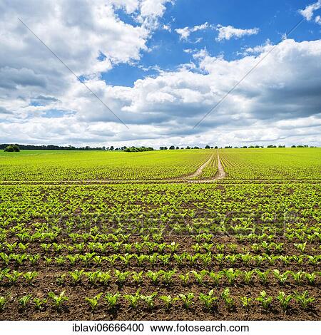 Stock Image - Field with sugar beets in spring, Reinhardswald, Hesse, Germany, Europe. Fotosearch