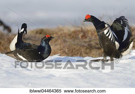Fighting black cocks (Tetrao tetrix) on snow at a lek, Finland, Europe View Large Photo Image Stock Photography - Fighting black cocks (Tetrao tetrix) on snow at a lek, Finland, Europe. Fotosearch